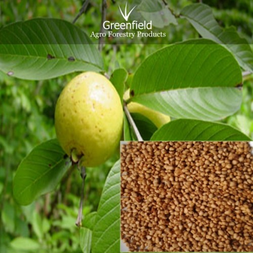 Guava fruit seeds ( psidium guajava )